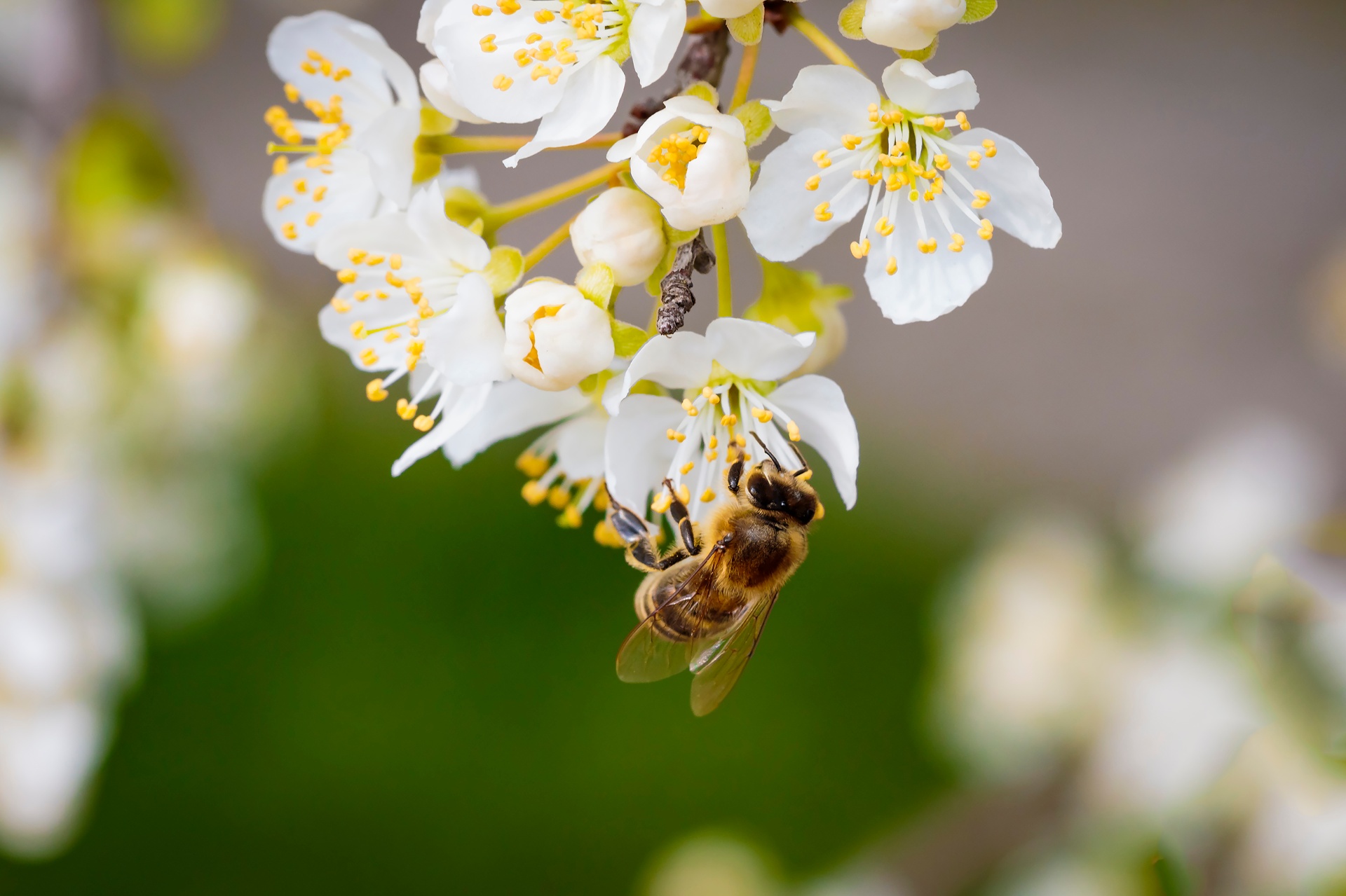 Honeybee on a cluster of white plum blossoms — pollinator safety is at the core of The Tick Crew.