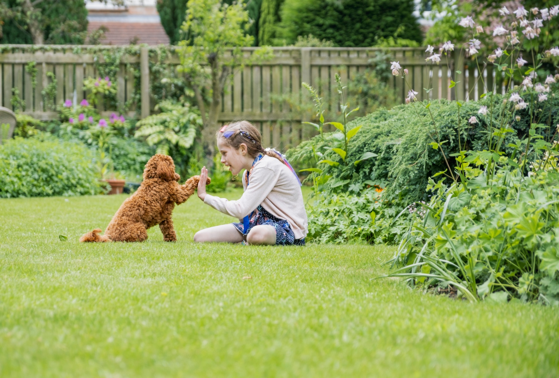 Young girl high-fiving a Cavapoo puppy in a lush green yard — safe for kids and pets tick control.