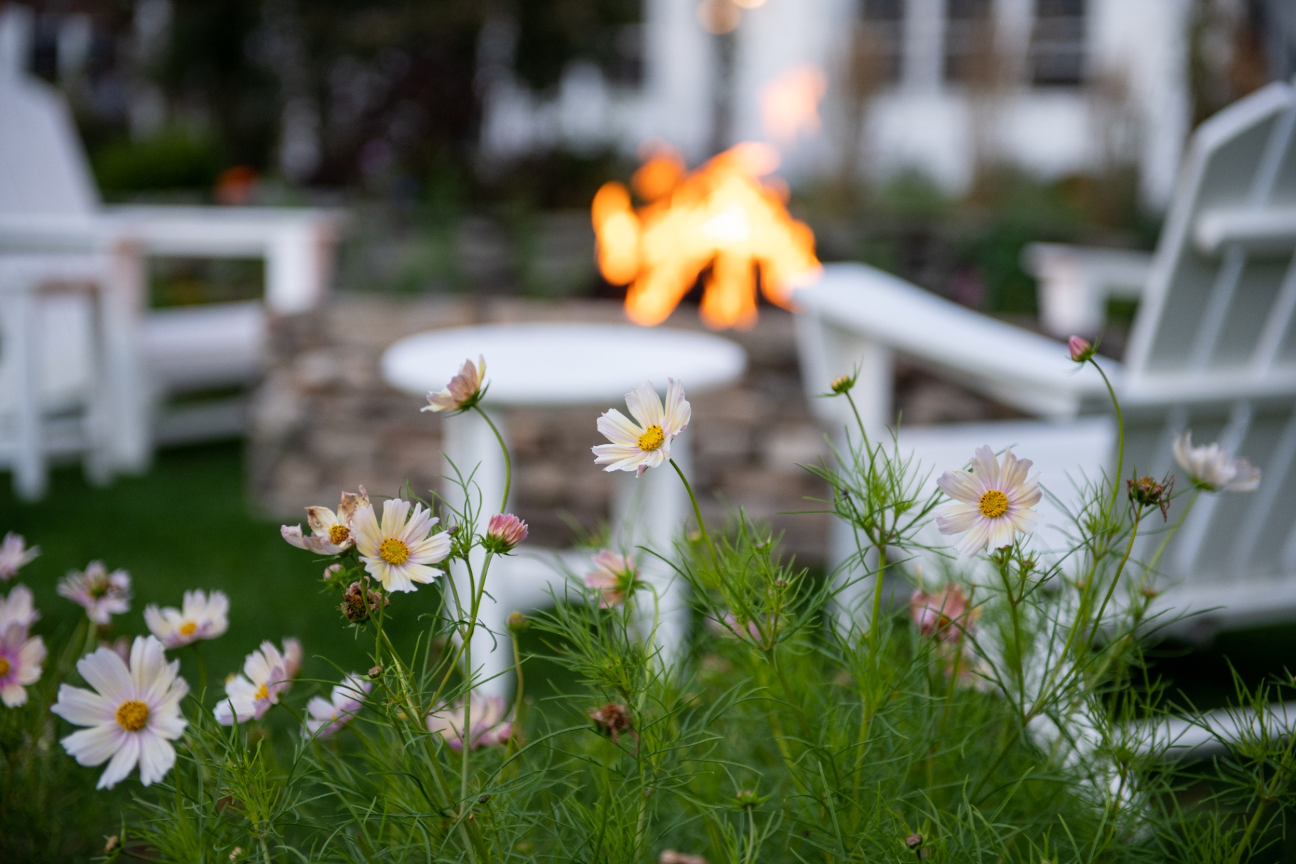 White Adirondack chairs and firepit surrounded by cosmos flowers — outdoor living on the North Fork.